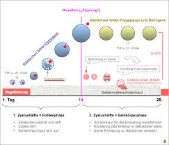 Ablauf Des Zyklischen Geschehens Kompetenznetz Pranatalmedizin
