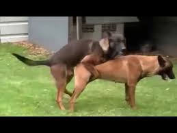 Animals are commonly called only one collective name without any clear distinction. Dogs Mating Up Close And Hard For A Long Time Funny Animals Mating Video B Youtube