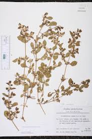Image result for Alternanthera pungens