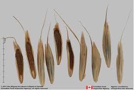 Image result for Bromus