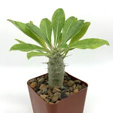 Image result for Pachypodium saundersii