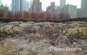 The winter hardiness of yellow salvia (s. Piet Oudolf Plinth Et Al
