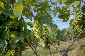 अंगूर का पौधा घर पर कैसे लगाएं - How To Grow Grape Vine At Home In Hindi