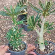 Image result for Dorstenia psilurus