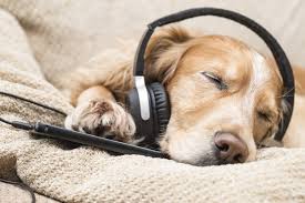 We did not find results for: Why Music May Be The Secret To Calming Down Your Dog The Dogington Post