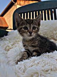 katzen zu verschenken auf tiere at