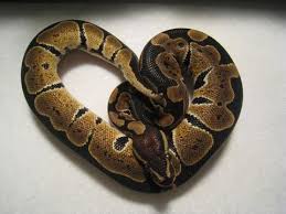 See full list on lizards101.com Pets On Broadway