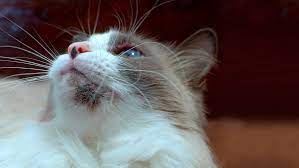 Maybe you would like to learn more about one of these? Cat Acne Symptoms Causes How To Treat It Purina