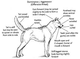 It won't simply just go away. Dog Aggression Body Language