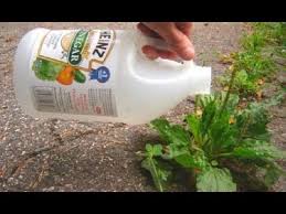 If you spray houseplants with vinegar, only the parts of the plant that were touched by the vinegar will be injured. Video Vinegar For Plants