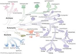 Biological Classification Kids Britannica Kids Homework Help