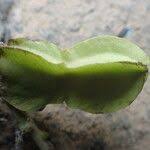 Image result for Psophocarpus scandens