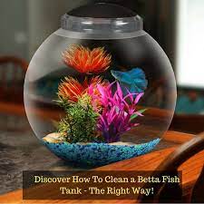 How To Clean A Betta Fish Tank About Betta Fish Tanks Betta Fish Tank Betta Fish Betta Fish Bowl