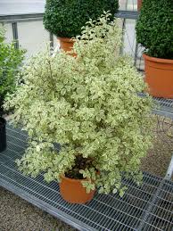 Image result for Pittosporum tenuifolium