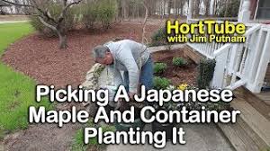 Use good quality potting soil to fill the pot. Picking A Japanese Maple And Container Planting It Youtube
