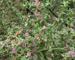 Image result for Salsola