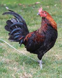Most gamefowl breeders won't even. Mel Sims Black Stag For Sale Www Fatalfurygamefarm Com 916 409 6768 Call Or Text For More Info Stags Pullets Available Gamefo Chickens Backyard Sims Rooster