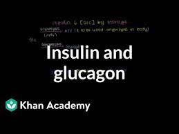 Glucagon for injection is a gastrointestinal motility for the treatment of severe hypoglycemia: Insulin And Glucagon Video Bioenergetics Khan Academy