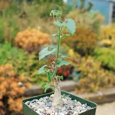 Image result for Corallocarpus boehmii