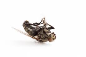 Tell us your thoughts about it in the comments section below! How To Get Rid Of Flies 8 Tips To Combat Flies Ecomist Blog