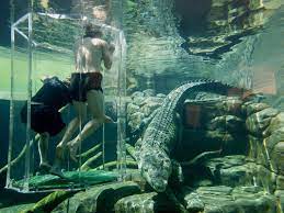 The 14 Strangest Amusement Park Attractions In The World Saltwater Crocodile Deadly Animals Animal Experiences