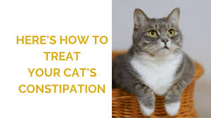 If your cat is straining in the litterbox. Cat Constipation Treatment Home Remedies And When To See The Vet
