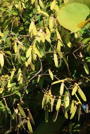 Image result for Ventilago