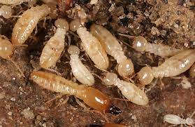Lisateavet wise choice pest control kohta leiate veebisaidilt www.wisechoicepc.com. Wise Choice Pest Control Deluxe Customizable Pest Control