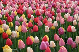 Ваш брокер на аукционе flora holland. Flower Field Etiquette Tulips In Holland