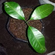 We did not find results for: Aneka Tanaman Mangga Gadung Adalah Salah Satu Jenis Mangga Yang Memiliki Rasa Manis Yang Khas Mangga Gadung Ini Banyak Diminati Banyak Orang Karena Rasanya Yang Manis Tersebut Dan Buah Yang Tebal Saat