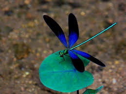 Black And Blue Dragonfly Dragon Dragonfly Wallpaper Blue Dragonfly Insects