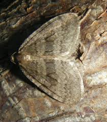 Image result for Operophtera brumata