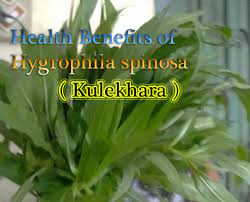 Order kulerron syrup (200) online & get flat 18% off* on pharmeasy. Health Benefits Of Hygrophila Spinosa Natural Remedies And Treatment