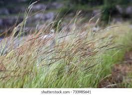 Image result for Heteropogon