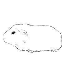Feel free to print and color from the best 32+ guinea pig coloring pages at getcolorings.com. Realistic Guinea Pig Coloring Pages 1681902 Png Images Pngio