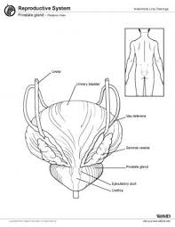 Image result for Prostate Anatomy
