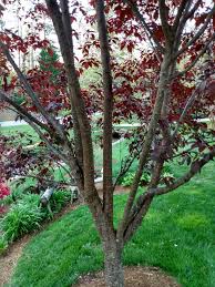 Hardy to usda zone 5; Prunus Cerasifera Thundercloud Cherry Plum Thundercloud Thundercloud Cherry Plum Thundercloud Myrobalan Plum North Carolina Extension Gardener Plant Toolbox