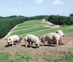 On pense notamment aux chenilles, aux charançons ou encore aux tiques. Porc Fermier D Auvergne Viande D Exception Label Rouge
