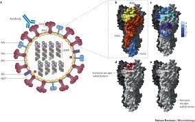This article describes the structure of the influenza a virus. The Evolution Of Seasonal Influenza Viruses Nature Reviews Microbiology
