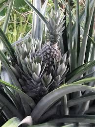 Check spelling or type a new query. Sulur Nanas Yankee Anak Pokok Benih Pineapple Home Furniture Gardening On Carousell