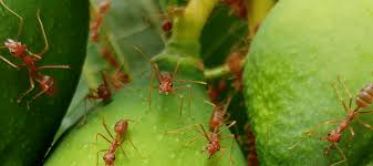Maybe you would like to learn more about one of these? Carpenter Ants Vs Fire Ants Which Is Which Abc Blog