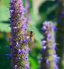 Hoverfly On Agastache Blue Fortune Agastache Wikipedia Perennial Herbs Milkweed Seeds Wildflower Seeds