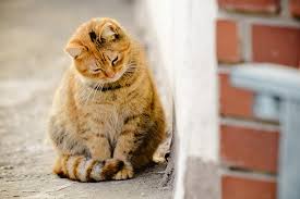 If you spot tiny bugs bouncing off their coat, it's time to fight fleas. Is It Okay For Cats To Eat Bugs Petset Com