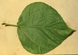 Image result for Urera