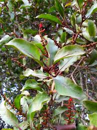 Image result for Helixanthera