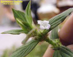 Image result for Spermacoce ruelliae