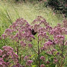 Image result for Tricalysia schliebenii