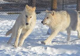 Young Wolves At Toledo Zoo Named The Blade Check out our young wolves selection for the very best in unique or custom, handmade pieces from well you're in luck, because here they come.