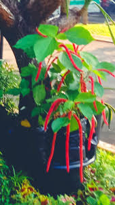 Image result for Acalypha sonderiana
