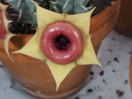 Image result for Huernia levyi